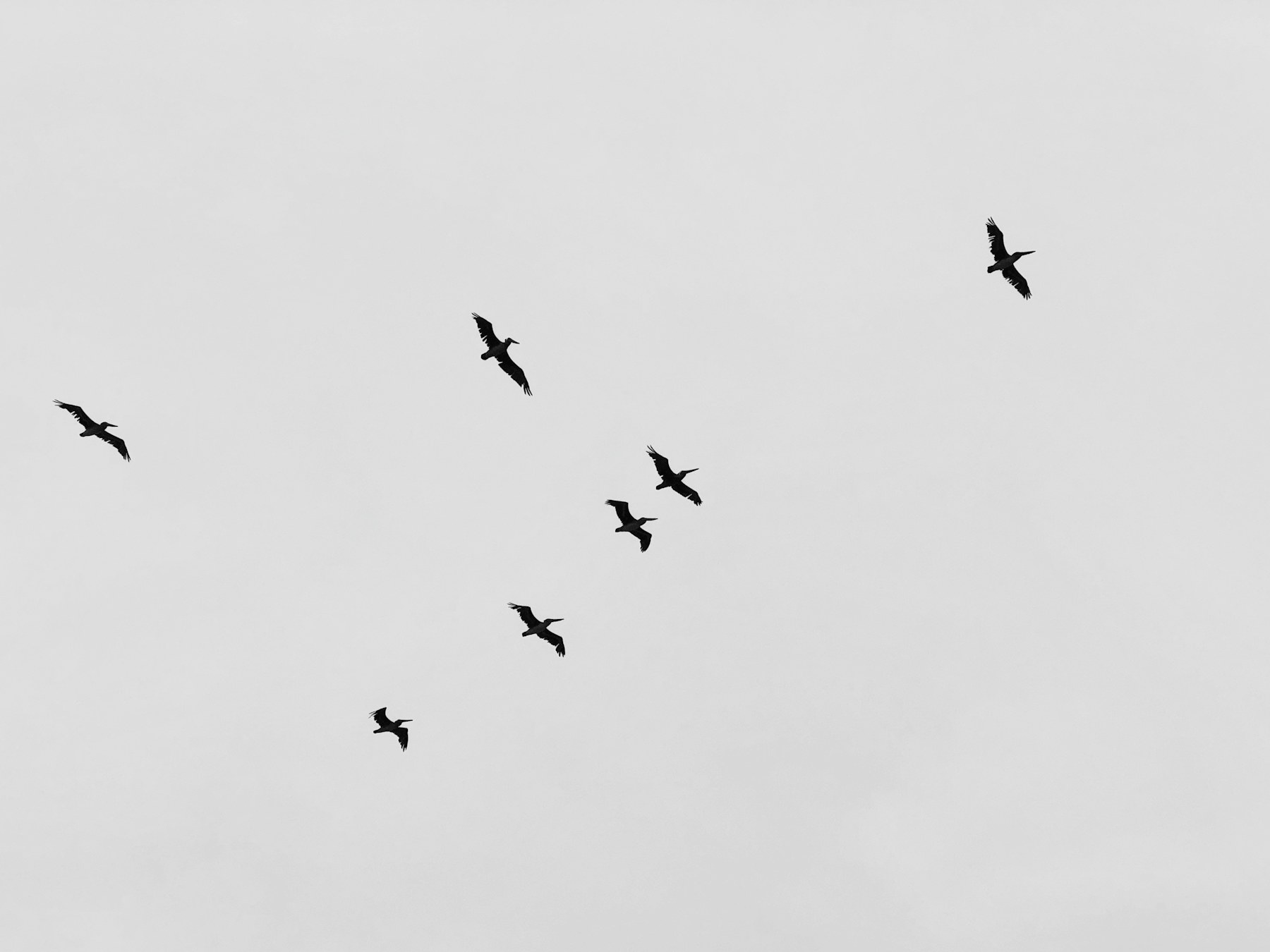 A sparse flight of birds crossing a pale open sky